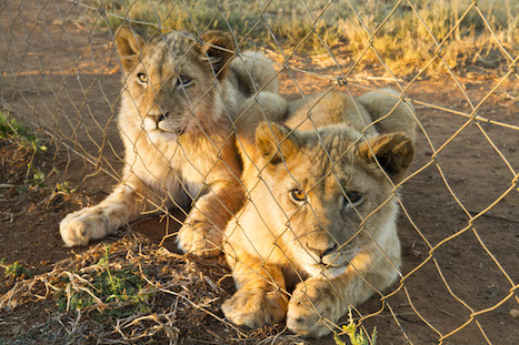 leones