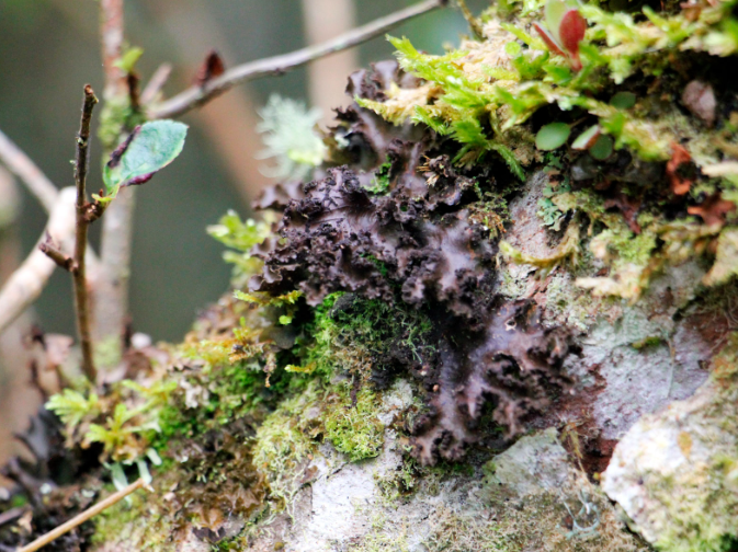 Plano cerrado de hongos sobre la corteza de un árbol - Suministrada por el proyecto.