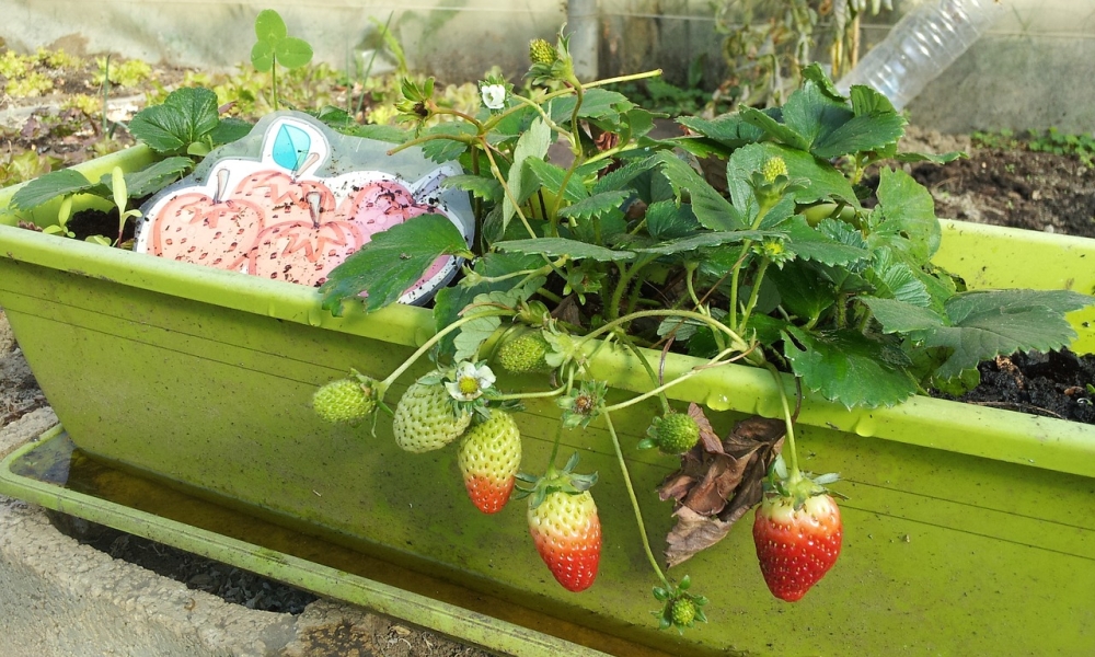 Huerta. Maceta con plantación de fresas