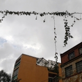 Flor de curuba naciendo entre edificios de Bogotá - Proyecto de la artista Andrea Marín