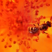 Insecto en un foto naranja 