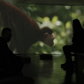 Exposición Salvando Primates en el Planetario de Bogotá