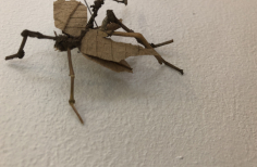 Insecto en una pared