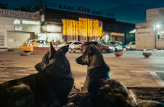 Perros acostados en la calle 