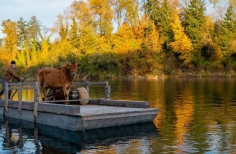 hombre en una balsa con una vaca