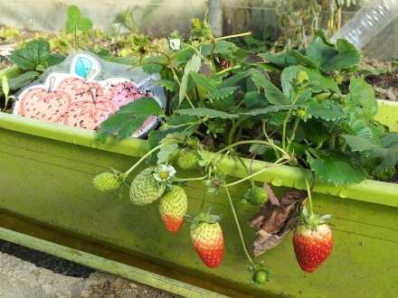 Huerta. Maceta con plantación de fresas