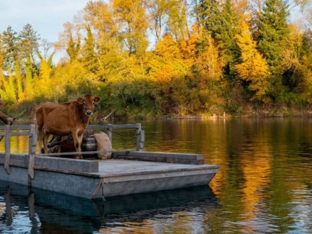 hombre en una balsa con una vaca