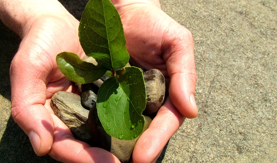 Planta en manos de una persona