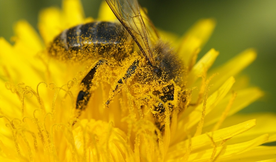 Abeja en flor amarilla - de Wikimedia Commons