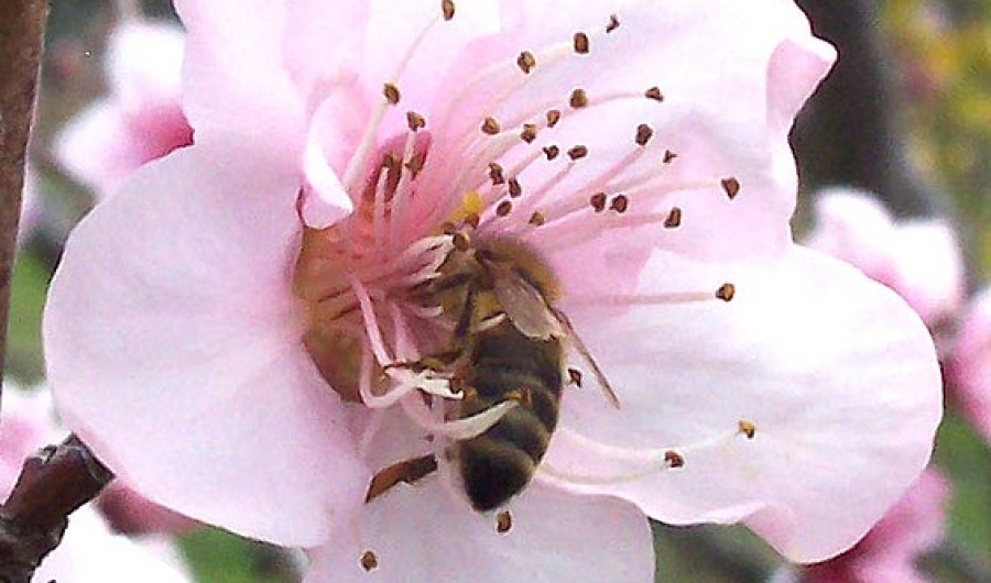 Abeja en flor