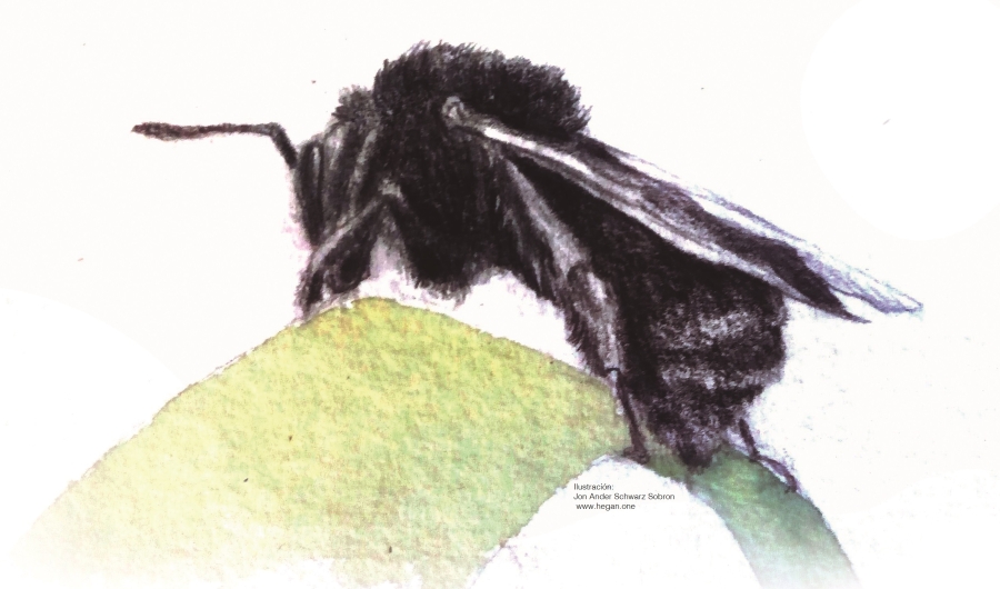 Bombus atratus en imagen