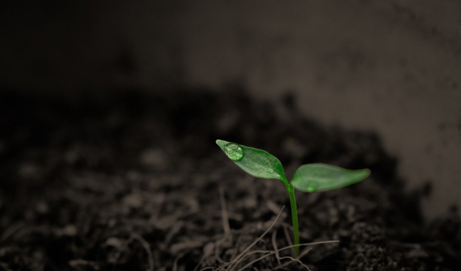 Planta naciendo de la Tierra. 