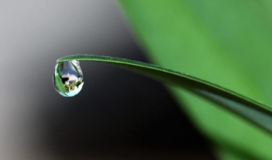 Close up a gota de agua cayendo de una hoja.