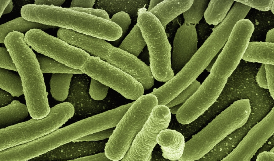 Imagen de una bacteria microscópica. 