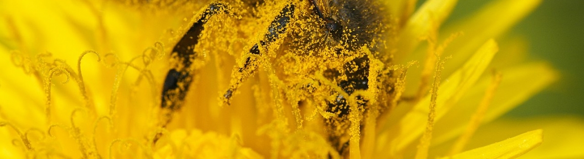 Abeja en flor amarilla - de Wikimedia Commons