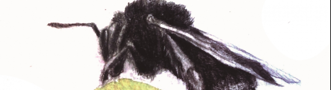 Bombus atratus - imagen de aveja 