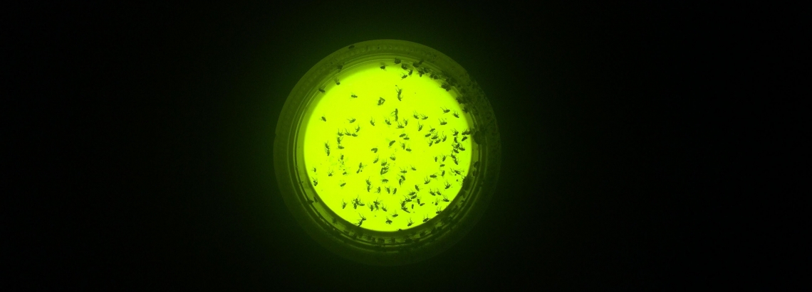 Vista microscópica de insectos con luz